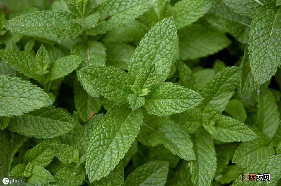 厌食、燥热、上火？张医生教你做酸酸甜甜的凉茶，开胃又解暑