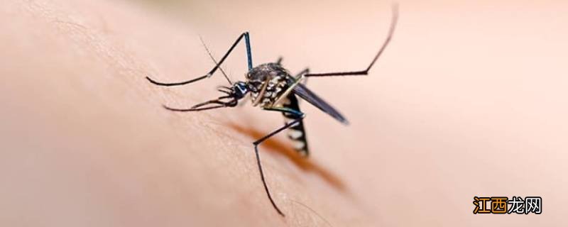 高层为什么有蚊子