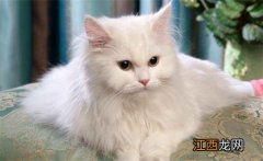 养猫经验：波斯猫三个月了老叫不吃