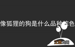 像狐狸的狗是什么品种棕色