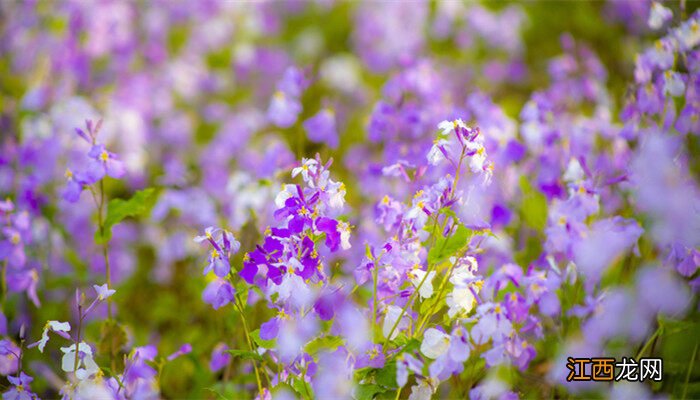 紫萼距花有毒吗