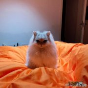 新买的猫咪不爱吃饭怎么办 猫咪生产后不爱吃饭咋办呀