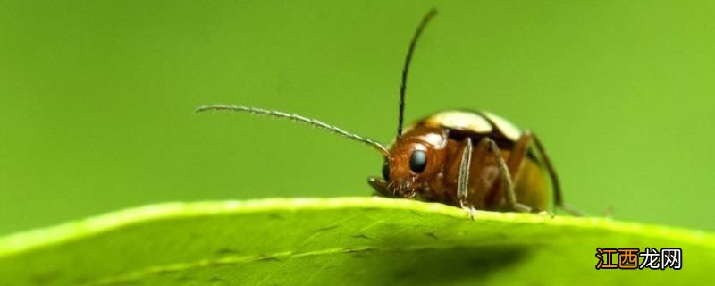 夏天的小飞虫叫什么