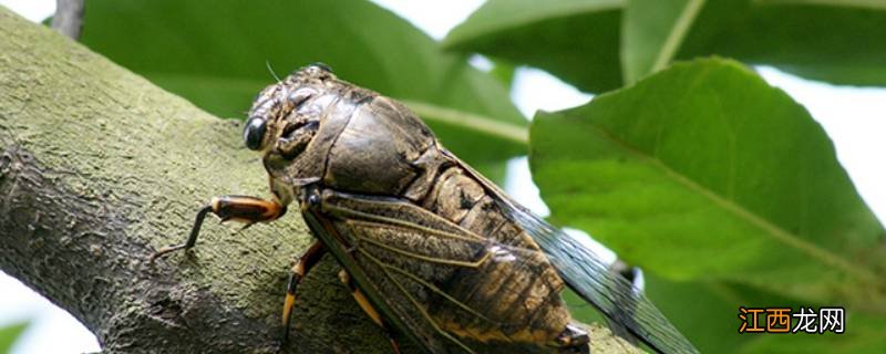 蟪蛄是什么虫子