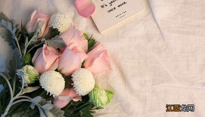 玫瑰扦插时间和方法