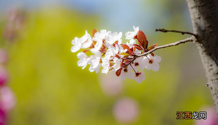 紫叶桃花几天浇一次水