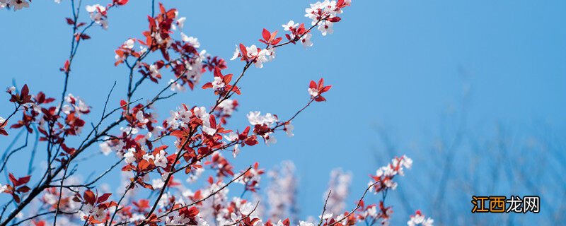 紫叶桃花几天浇一次水