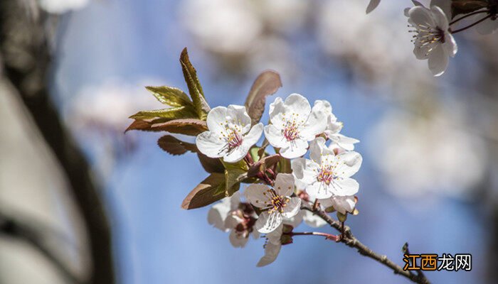 紫叶桃花几天浇一次水