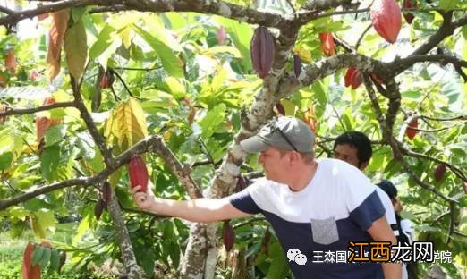 10个步骤将可可豆变成巧克力