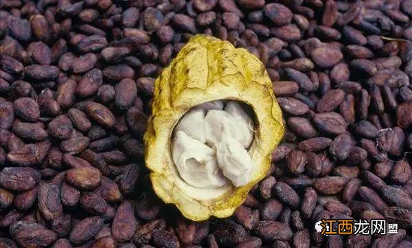 可可豆是如何变成巧克力的？