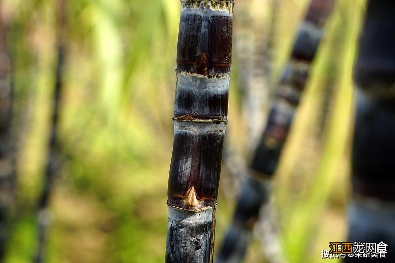 青皮甘蔗和黑皮甘蔗的区别