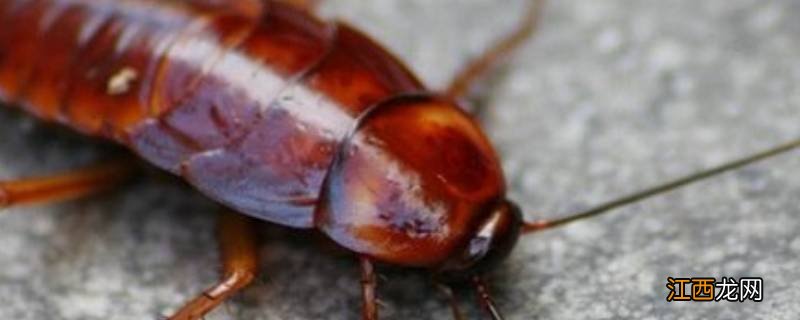 卧室很干净怎么会有蟑螂