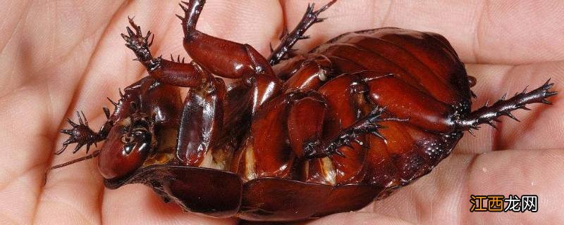 蟑螂活动时间是几点到几点