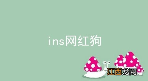 ins网红狗