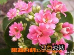 海棠花的养殖方法