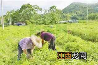 每个枝丫只长三片叶子的怪树 可以制作“凉茶饮品” 还能解毒养生