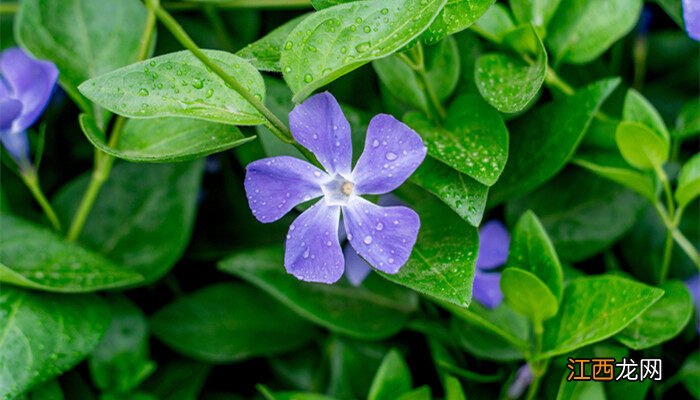 蓝雪花一年开几次花