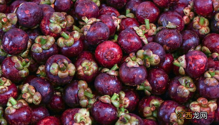 山竹种子怎么种植