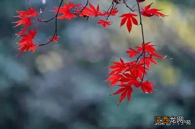 健康提醒｜今日立冬 养生有道