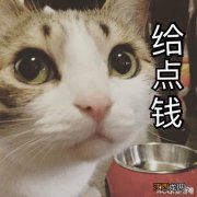 一只猫咪的日常开销 一只猫咪最多多少钱