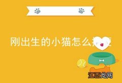 刚出生的小猫怎么排便