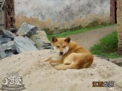 中华田园犬怀孕吃什么 中华田园犬怀孕期间护理心得