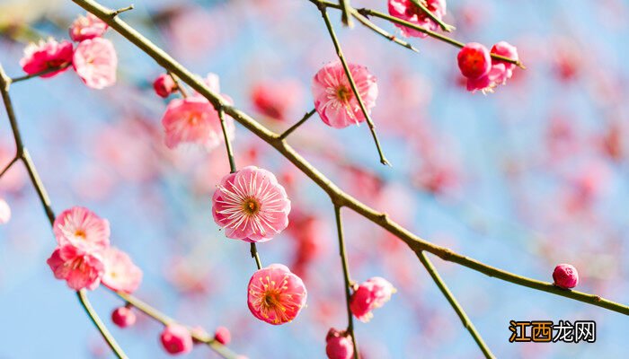 龙游梅开花香吗