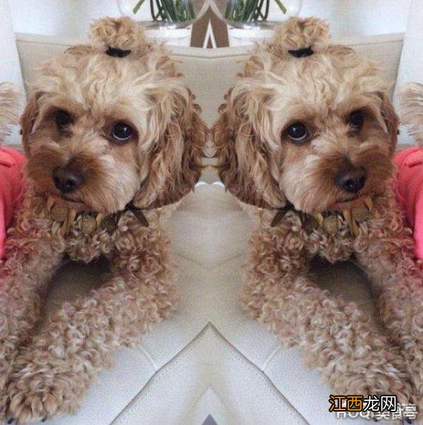 喂食这6种便宜食材,狗狗越吃毛发越亮泽!