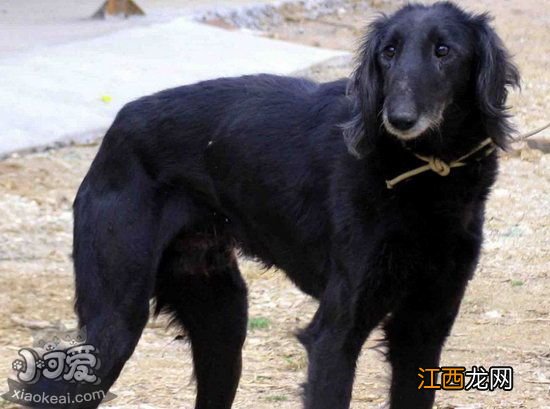 中国细犬产前征兆是什么 中国细犬产前准备