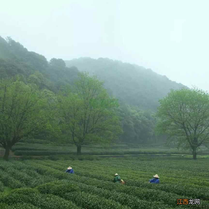 人间时节 I 明日谷雨，喝茶养生正当时