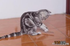 如何让猫咪换粮？ 猫咪怎么养才听话粘人