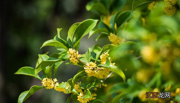 桂花树结果是怎么回事