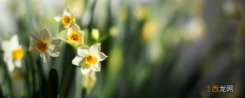 水仙花几天发芽