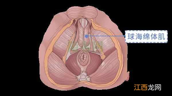 别不好意思：盆底肌训练真的很养生！锻炼持久力，男女都获益