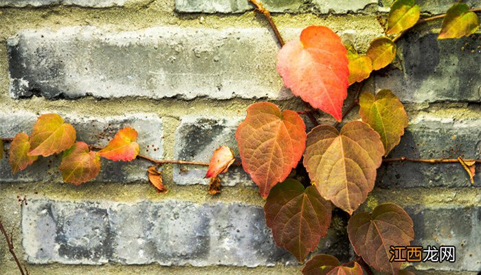 金线莲的种植技术与管理