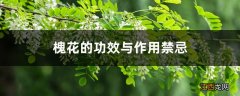 槐花的功效与作用