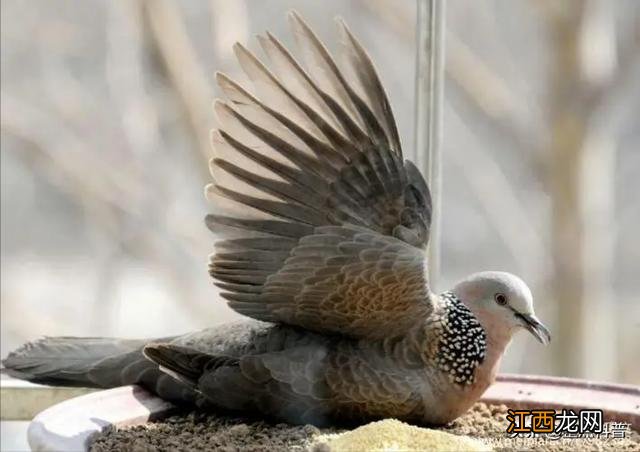 斑鸠吃什么食物最好？灰斑鸠，看完此文章你一目了然