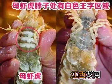 海鲜什么时候是最肥的？海鲜几月份是最肥的，此文讲得一清二楚