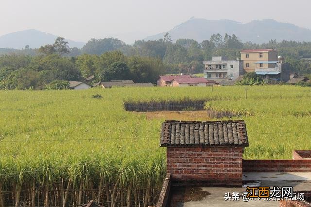 什么样的甘蔗还能烤？荔枝木烧烤的特点，这文章实用简单