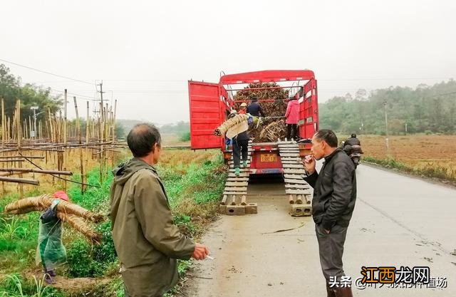 什么样的甘蔗还能烤？荔枝木烧烤的特点，这文章实用简单