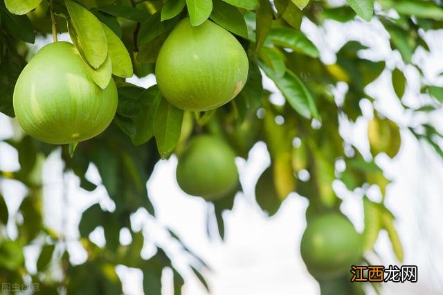 柚子什么季节好吃啊？柚子什么季节能吃，建议需要听一听