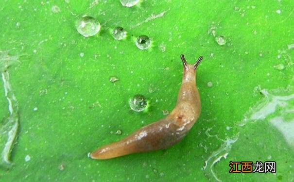 鼻涕虫 厨房里爬进蛞蝓怎么办?如何防治?