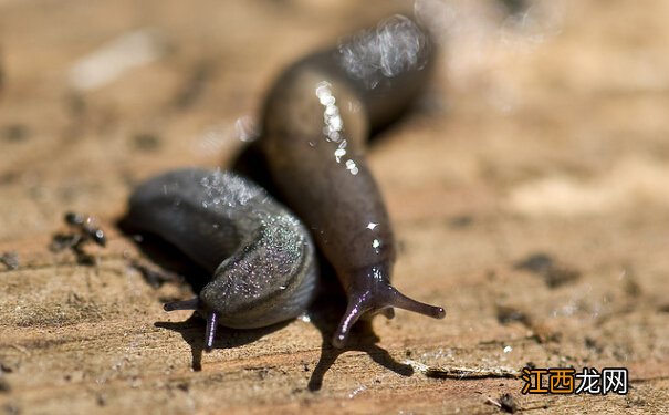 鼻涕虫 厨房里爬进蛞蝓怎么办?如何防治?