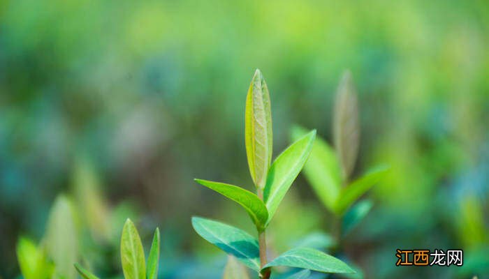 植物的特点不包括