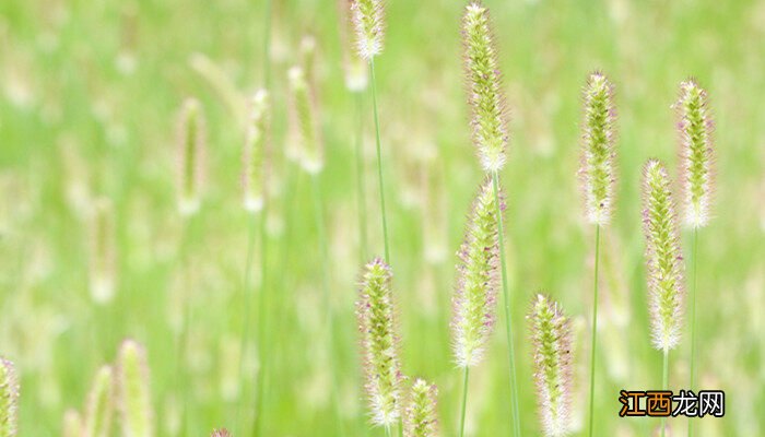 狗尾巴花的花语