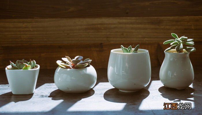 熊童子繁殖方法