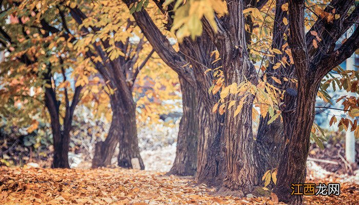 杏树10月份可以修枝吗