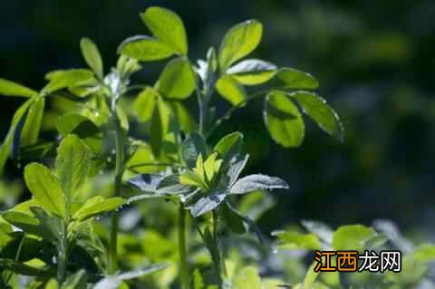 女性养生，坚持吃四种食物，润肠通便，皮肤红润，好处多多