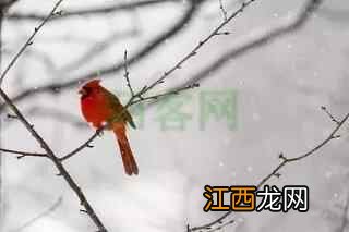 大雪到，请开启保暖养生模式！