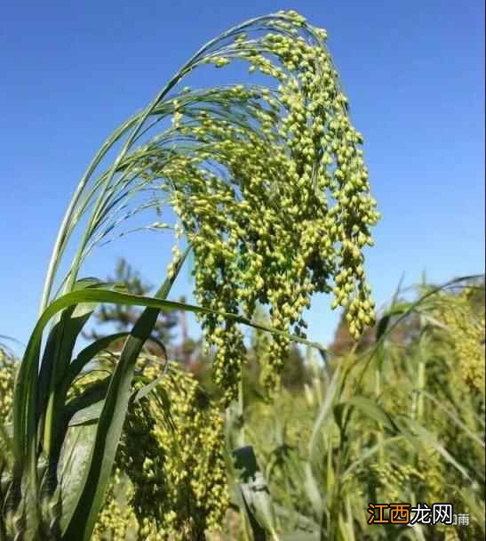 都说五谷养生，那五谷都有什么，你知道吗？